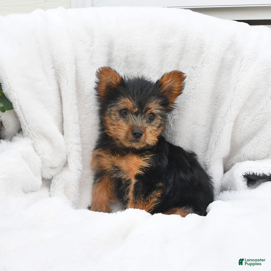 Yorkshire Terrier dogs for sale: Buttercup - Image 3