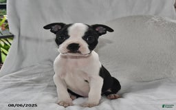 Boston Terrier dogs for sale: Boston Terrier 8 puppies - Image 5