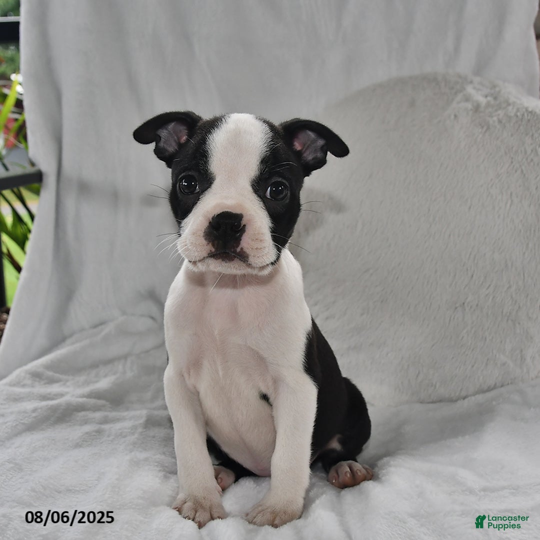 Boston Terrier dogs for sale: Boston Terrier 8 puppies - Image 5