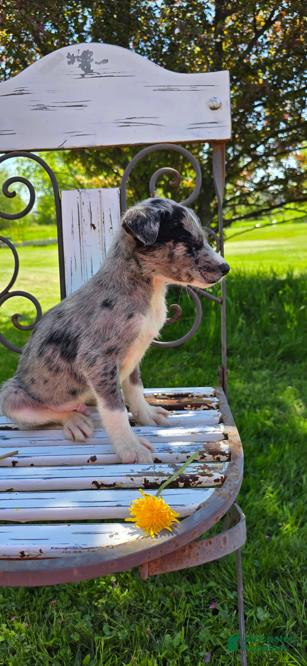 Labrador Retriever dogs for sale: Rocky - Image 10