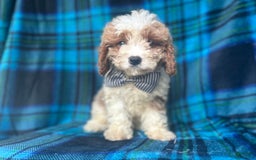 Mini Goldendoodle dogs for sale: Corbin - Image 4