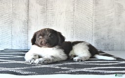 Newfoundland dogs for sale: Jade - Image 6