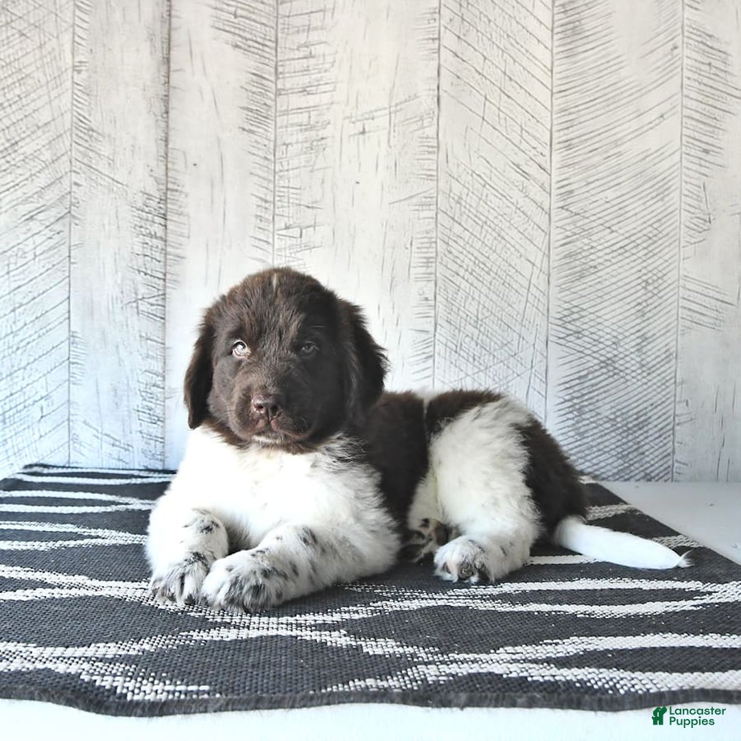 Newfoundland dogs for sale: Jade - Image 6