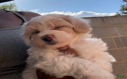 Maltipoo dogs for sale: Willy - Image 2