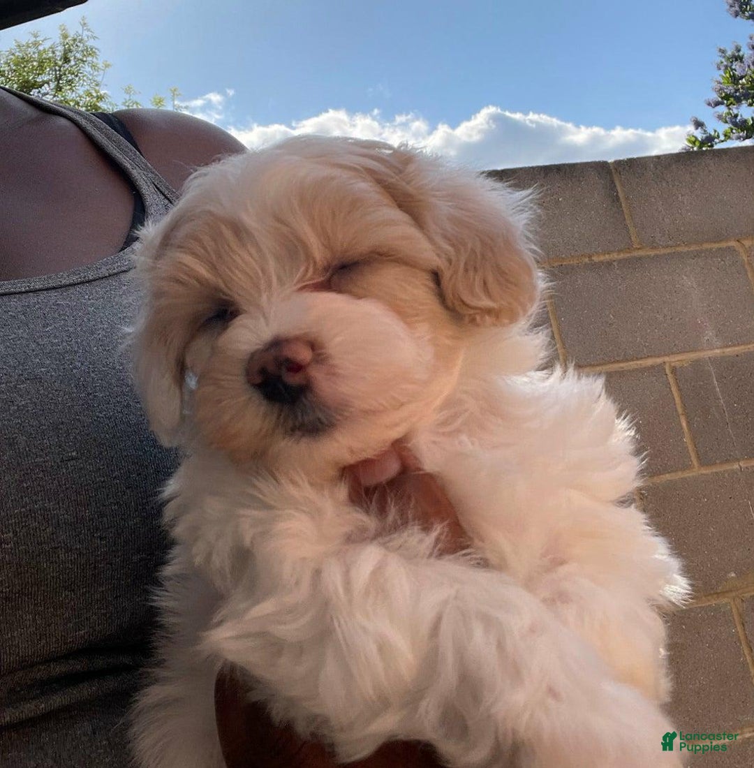 Maltipoo dogs for sale: Willy - Image 2