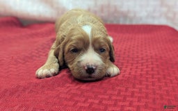 Cavapoo dogs for sale: Henry - Image 8