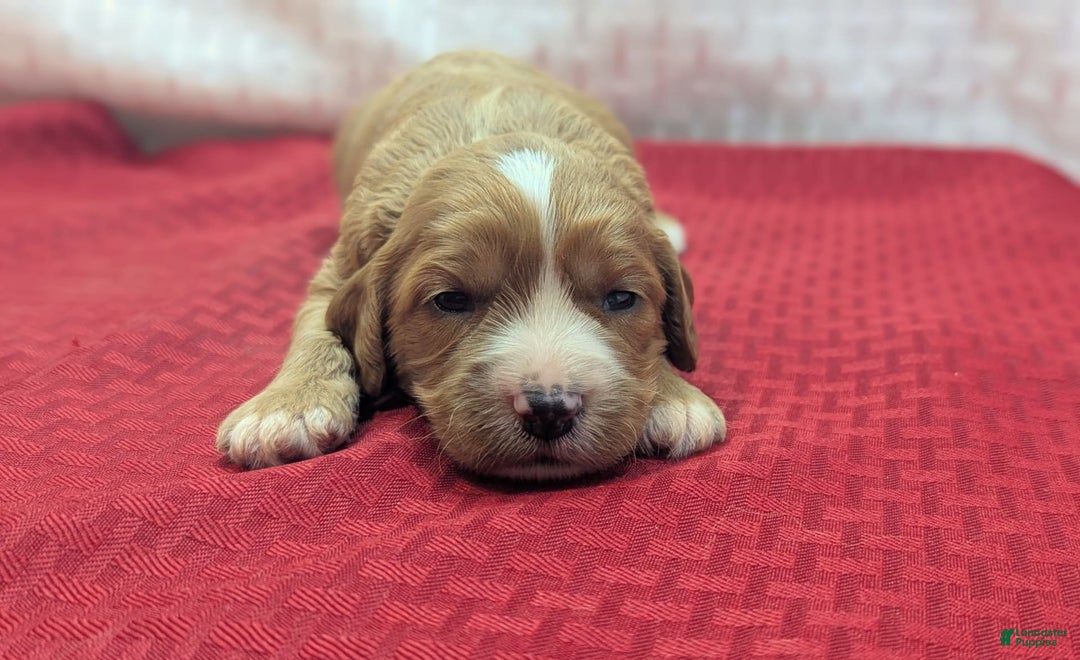 Cavapoo dogs for sale: Henry - Image 8