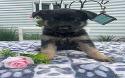 German Shepherd dogs for sale: Sally - Image 1