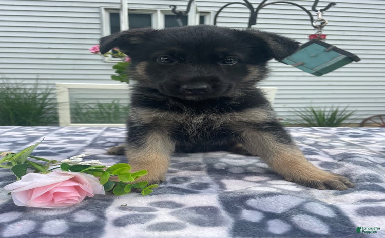 German Shepherd dogs for sale - Ad 4