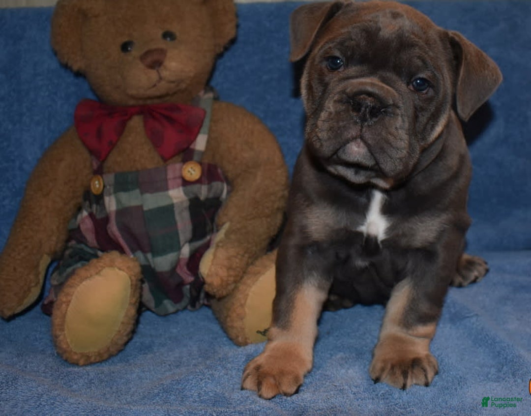 Olde English Bulldogge dogs for sale: Ripples - Image 2