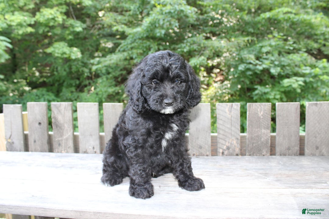 Mini Goldendoodle dogs for sale: Keith - Image 4