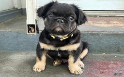 French Bulldog dogs for sale: Bugsy - Image 4