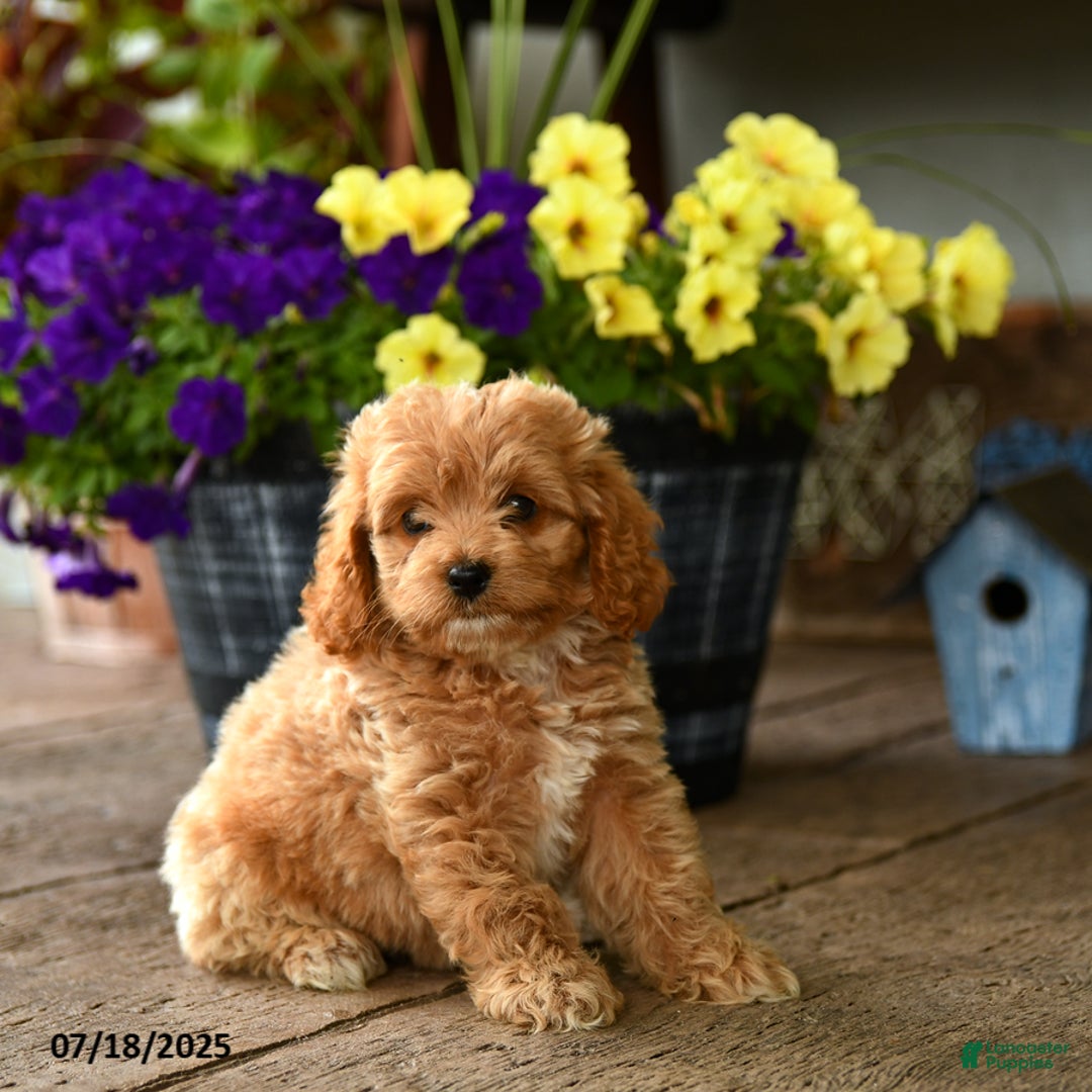 Cockapoo dogs for sale: Mocha - Image 3