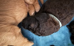 Bernedoodle dogs for sale: White Collar Boy - Image 1