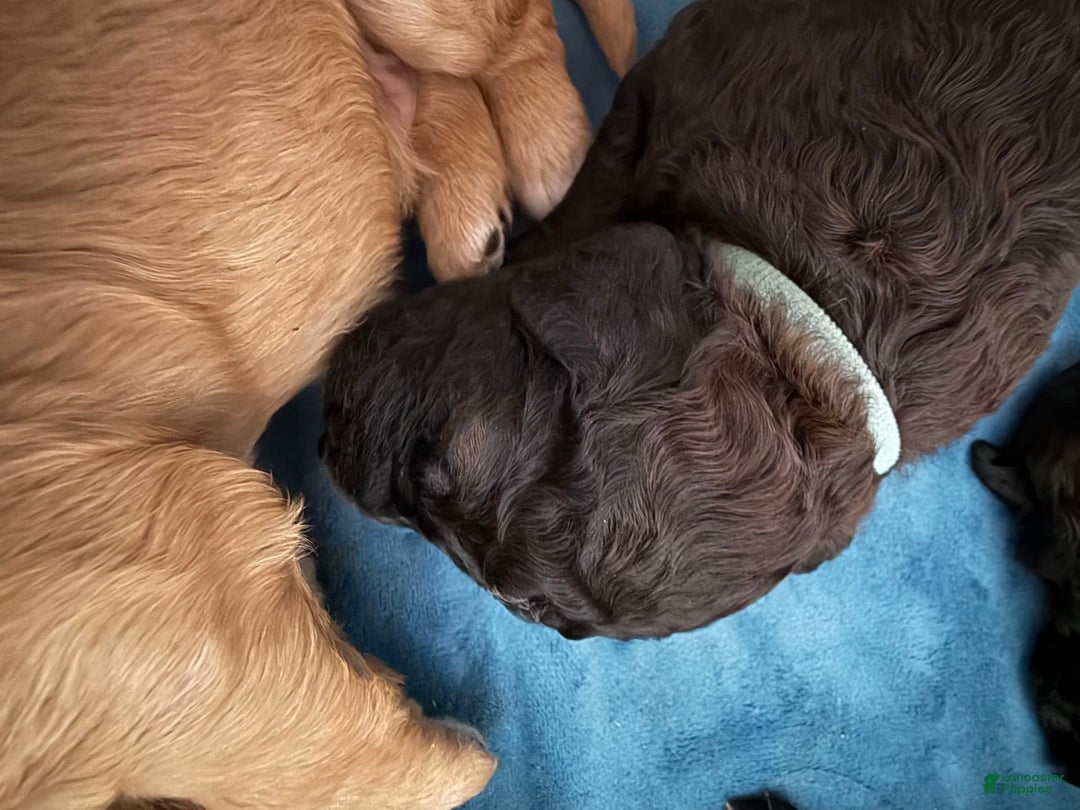 Bernedoodle dogs for sale: White Collar Boy - Image 1