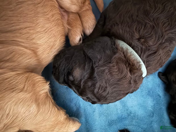 Bernedoodle dogs for sale - Ad 5