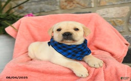 Labrador Retriever dogs for sale: Labrador Retriever 6 puppies - Image 17