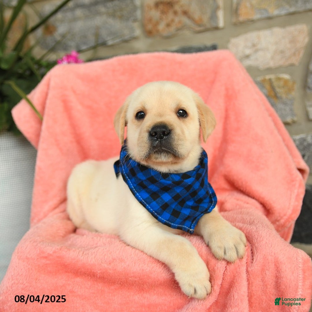 Labrador Retriever dogs for sale: Labrador Retriever 6 puppies - Image 17
