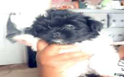 Shih Tzu dogs for sale: Armani - Image 1