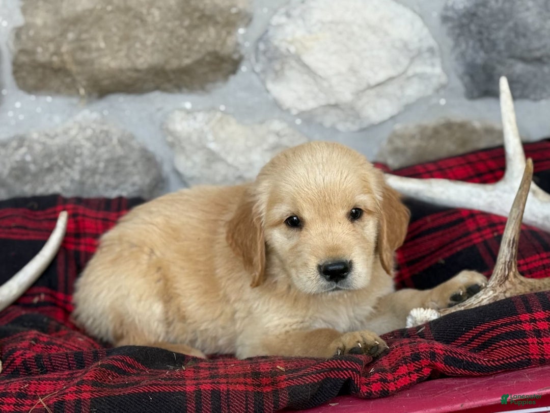 Golden Retriever dogs for sale: Shane - Image 5