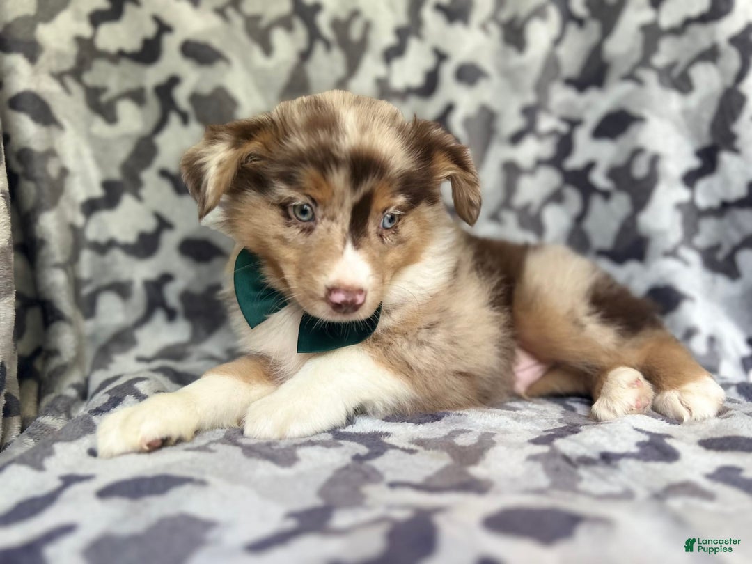 Miniature Australian Shepherd dogs for sale: Onyx - Image 6