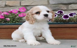 Cocker Spaniel dogs for sale: Oscar - Image 3