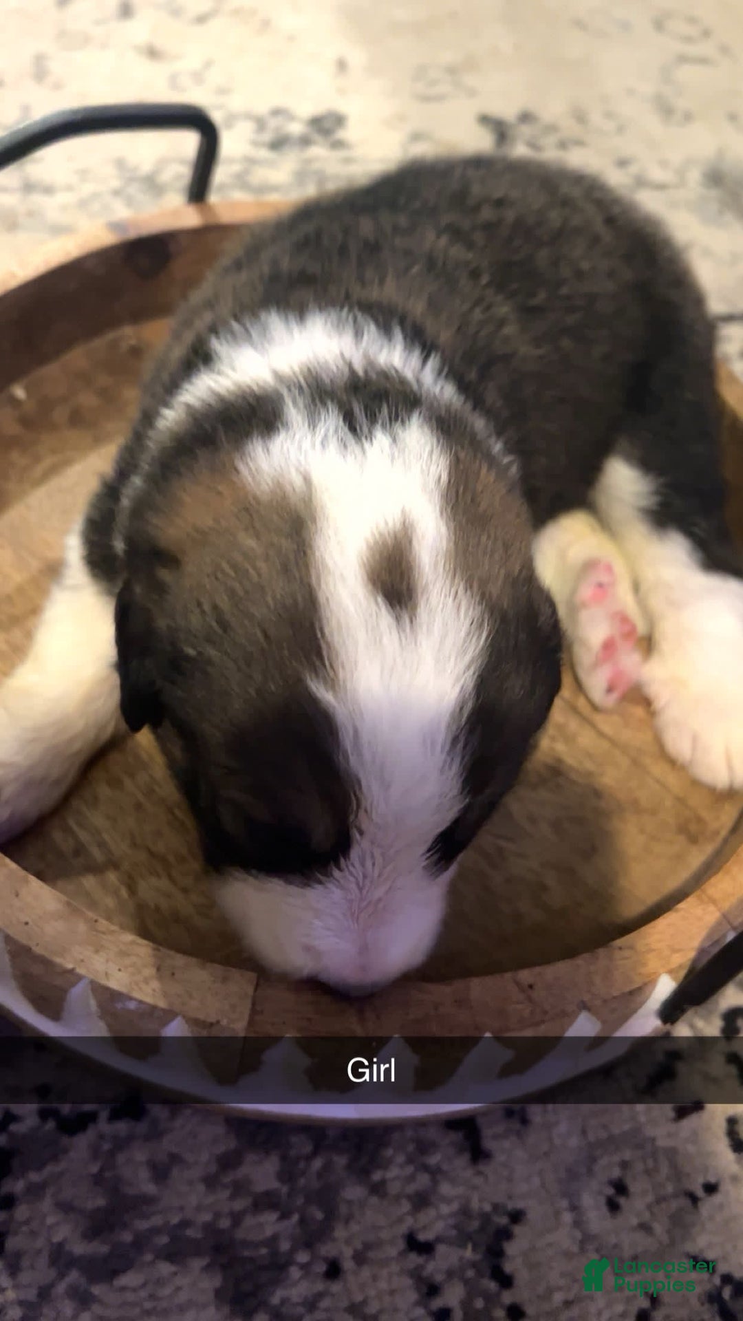 Bernese Mountain Dog dogs for sale: Dolly - Image 1