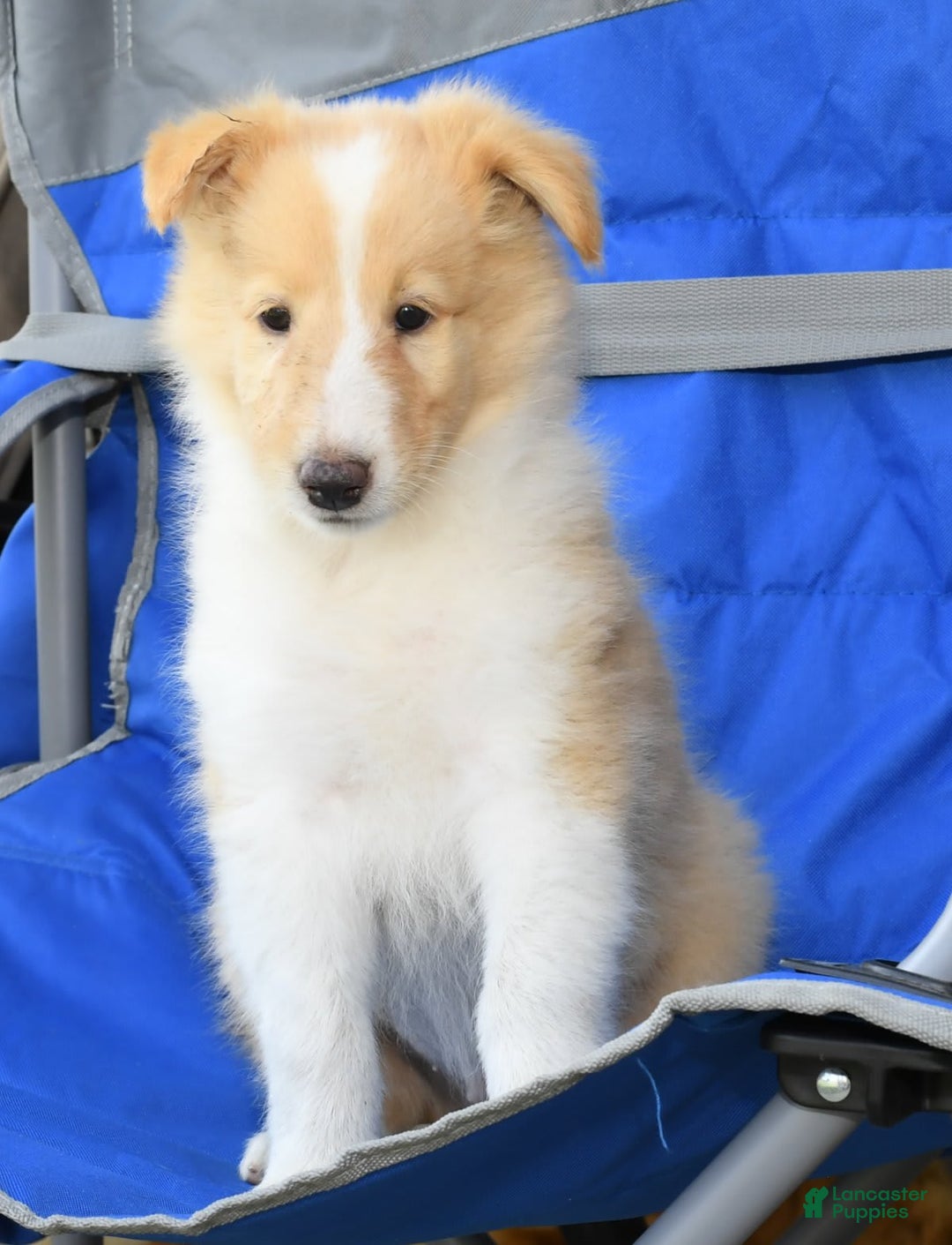 Collie dogs for sale: Prince - Image 8