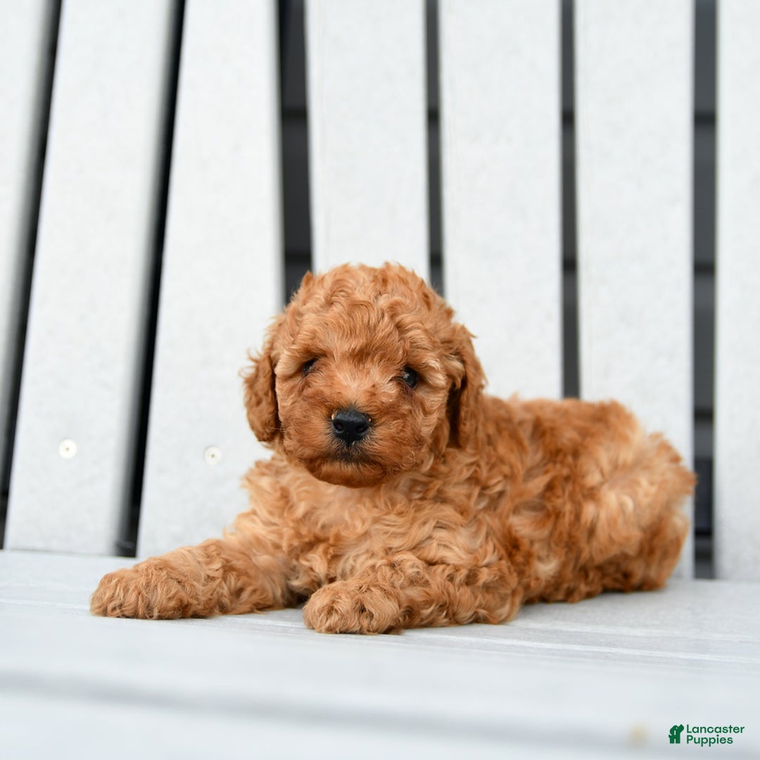 Toy Poodle dogs for sale: Parker - Image 4