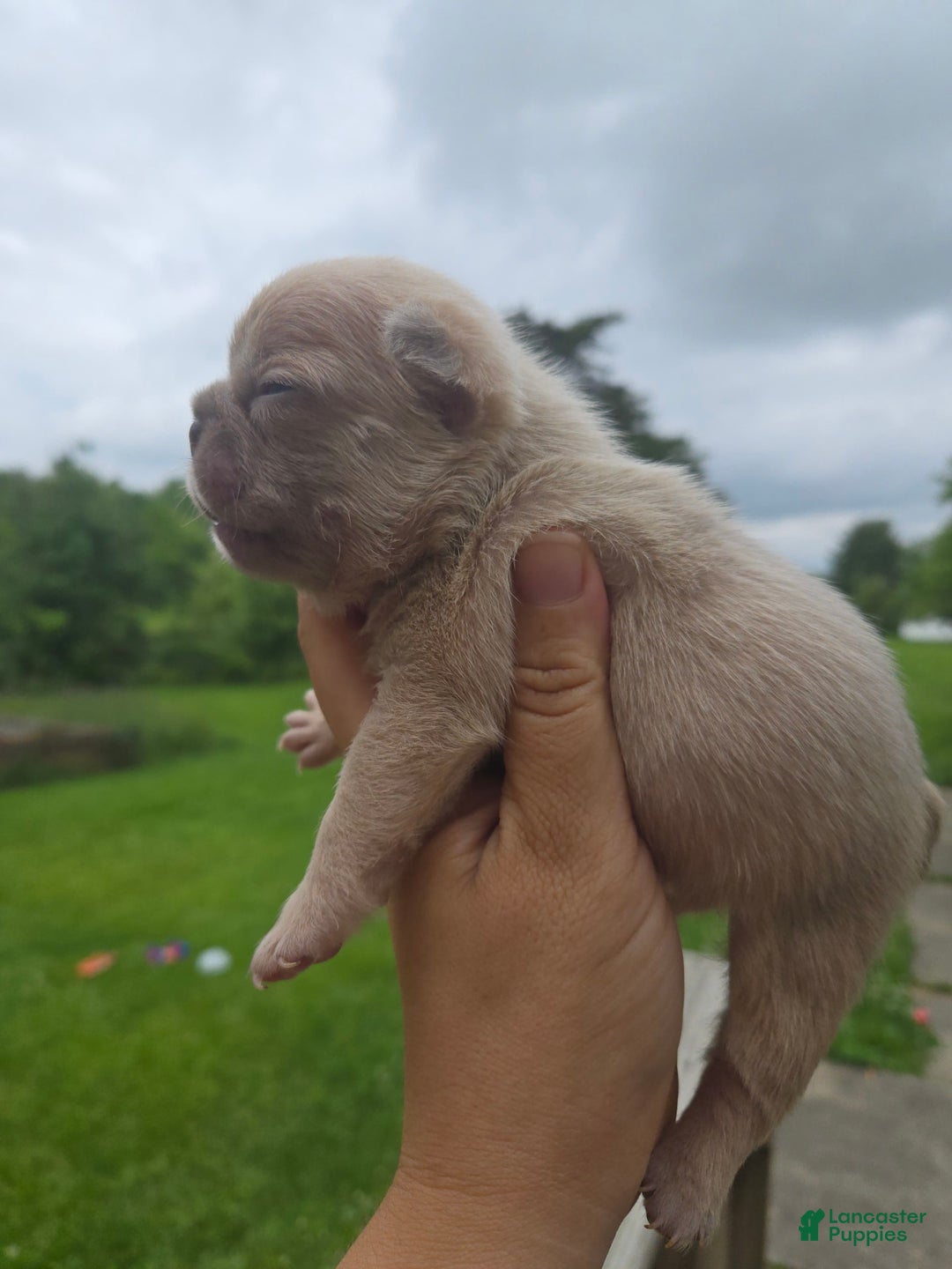 French Bulldog dogs for sale: Daisy - Image 6
