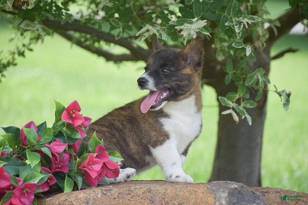 Welsh Corgi Pembroke dogs for sale: Ruby - Image 7