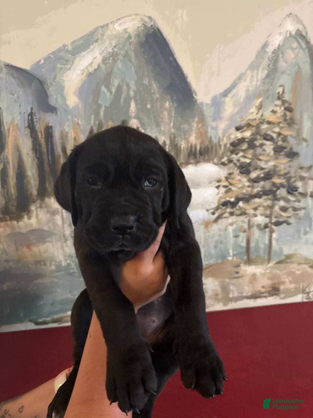 Cane Corso dogs for sale: Moana - Image 1