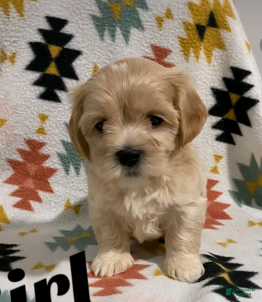 Cavapoo dogs for sale: Female 1 Brunos Girls Twin - Image 2