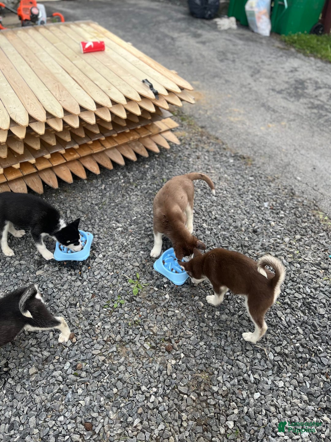 Siberian Husky dogs for sale: Skunky - Image 8