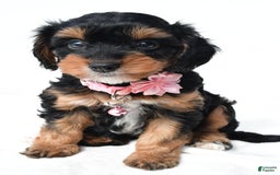 Cavapoo dogs for sale: Biff - Image 3