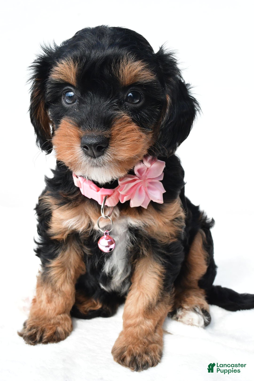 Cavapoo dogs for sale: Biff - Image 3