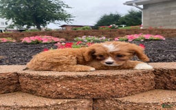 Cavapoo dogs for sale: Walter - Image 4