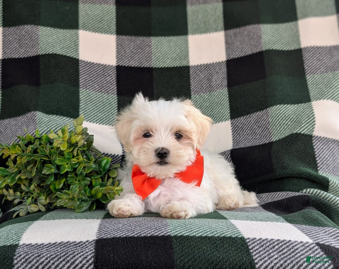 Maltese dogs for sale: Griffith - Image 1