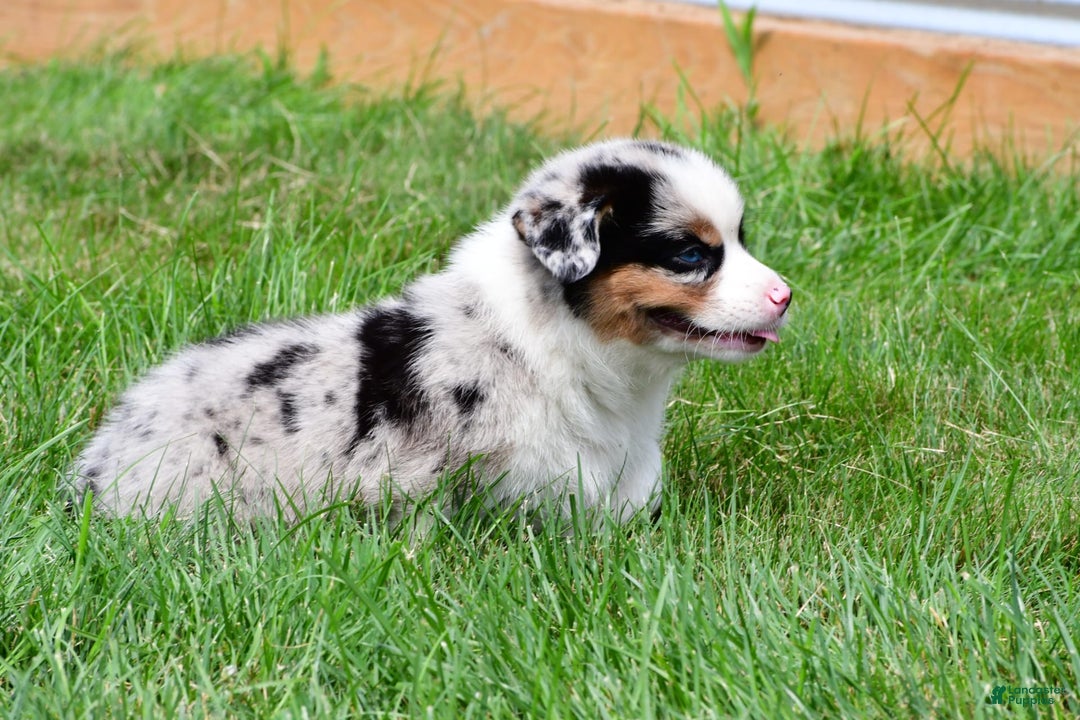 Australian Shepherd dogs for sale: Charlie - Image 12