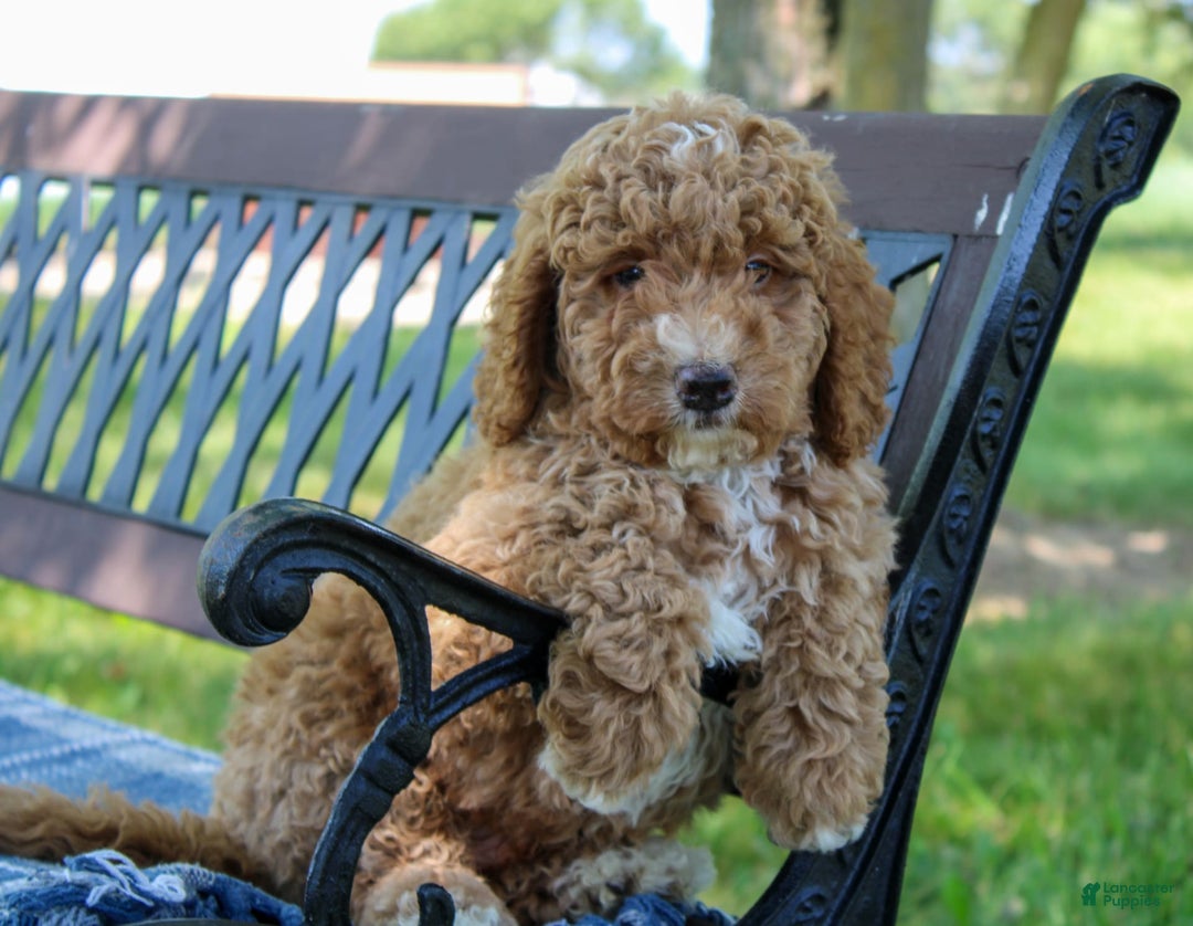 Miniature Poodle dogs for sale: Knox - Image 10