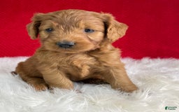 Mini Goldendoodle dogs for sale: Aurora - Image 2