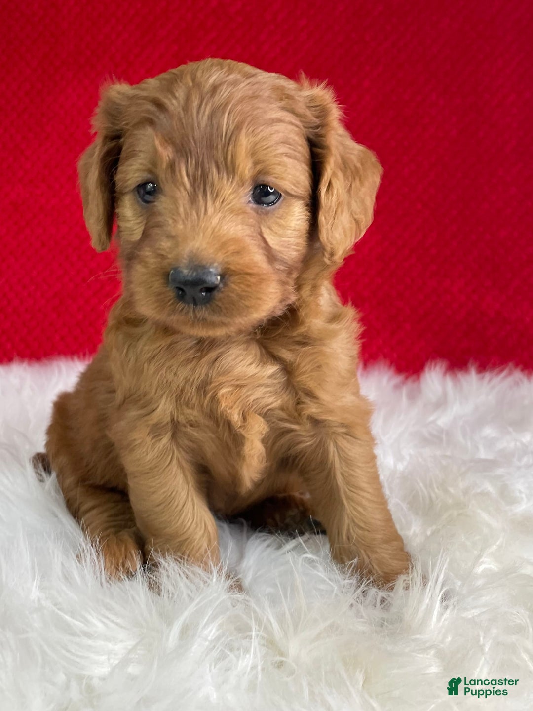 Mini Goldendoodle dogs for sale: Aurora - Image 2
