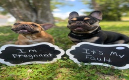 French Bulldog dogs for sale: Simba - Image 8