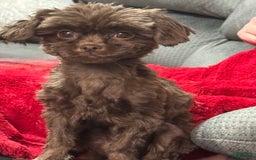 Shihpoo dogs for sale: Teacup Chip - Image 5