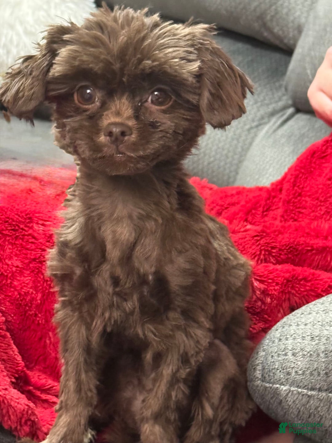 Shihpoo dogs for sale: Teacup Chip - Image 5