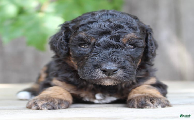 Standard Poodle dogs for sale - Ad 3