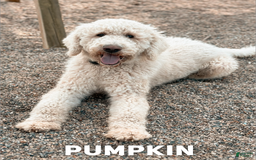 Saint Berdoodles dogs for sale: Calliope - Standard F1b - Image 3