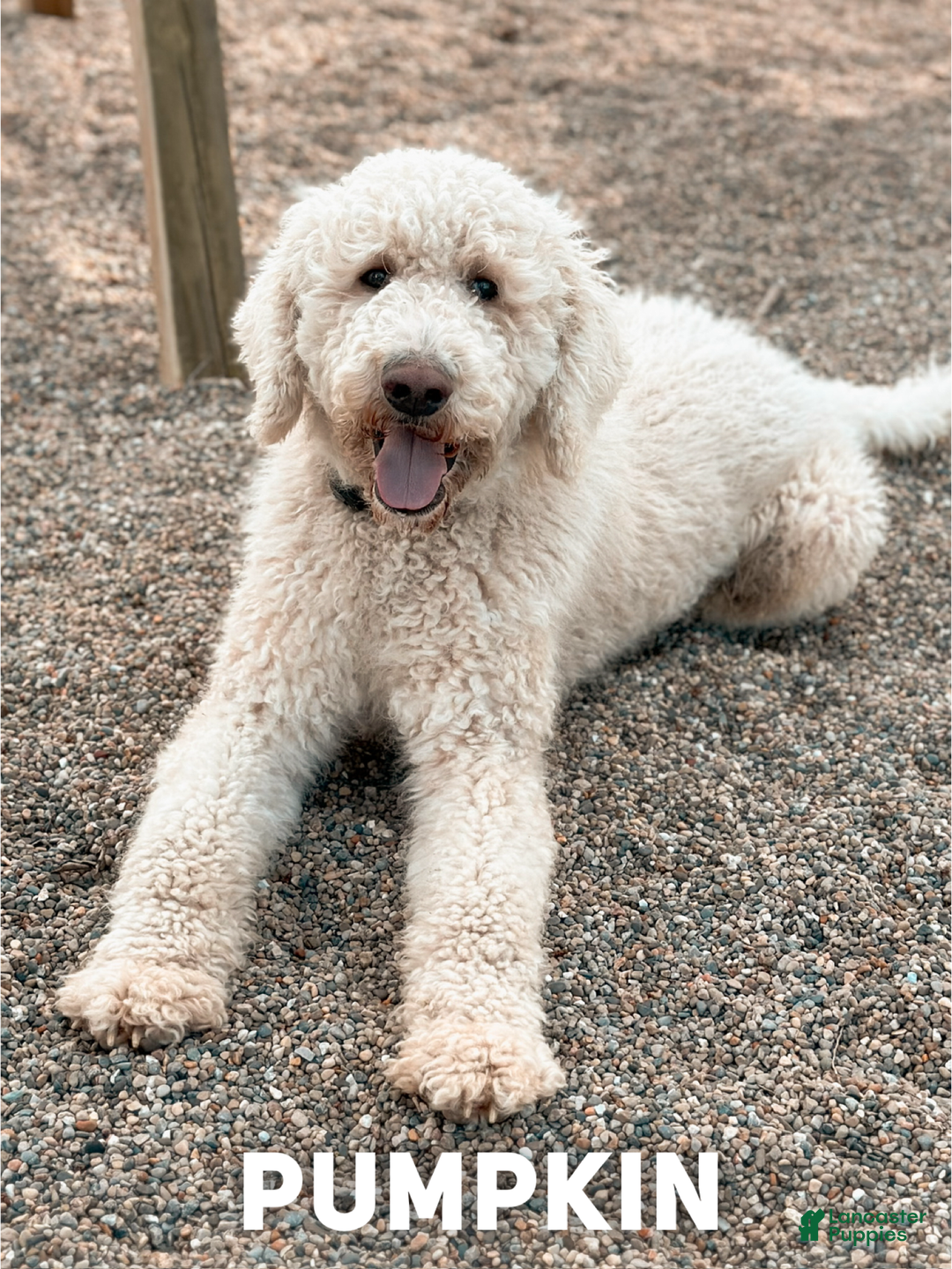 Saint Berdoodles dogs for sale: Calliope - Standard F1b - Image 3