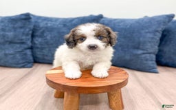 Mini Bernedoodle dogs for sale: Mini Bernedoodle 3 puppies - Image 2