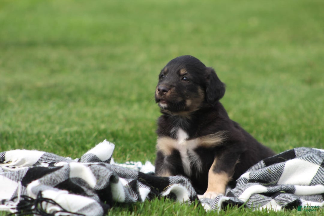 English Shepherd dogs for sale: Mocha - Image 3